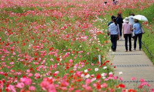 くりはま花の国『青い花まつり』