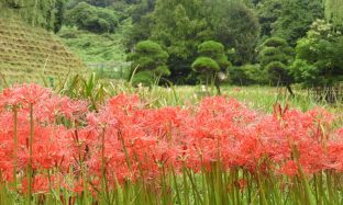 ちいさな横須賀の秋 里山の彼岸花