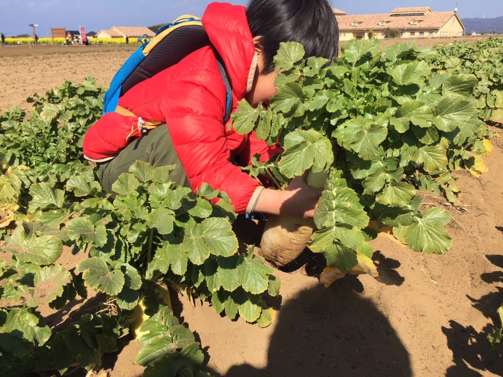 大根の収穫中